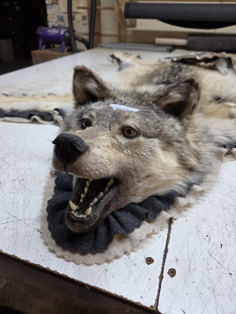 Finished wolf rug with double felt border