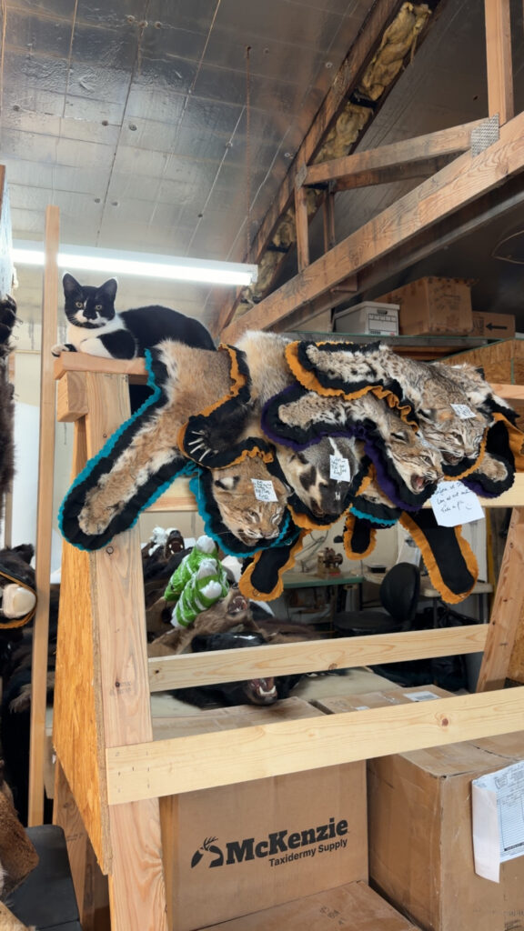 Finished bobcat rugs on the shop rail